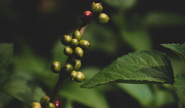 Caffè verde coltivato in India