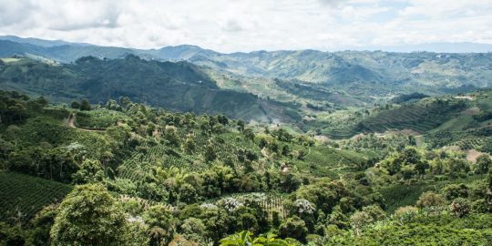 Caffè e aree di coltivazione in Colombia