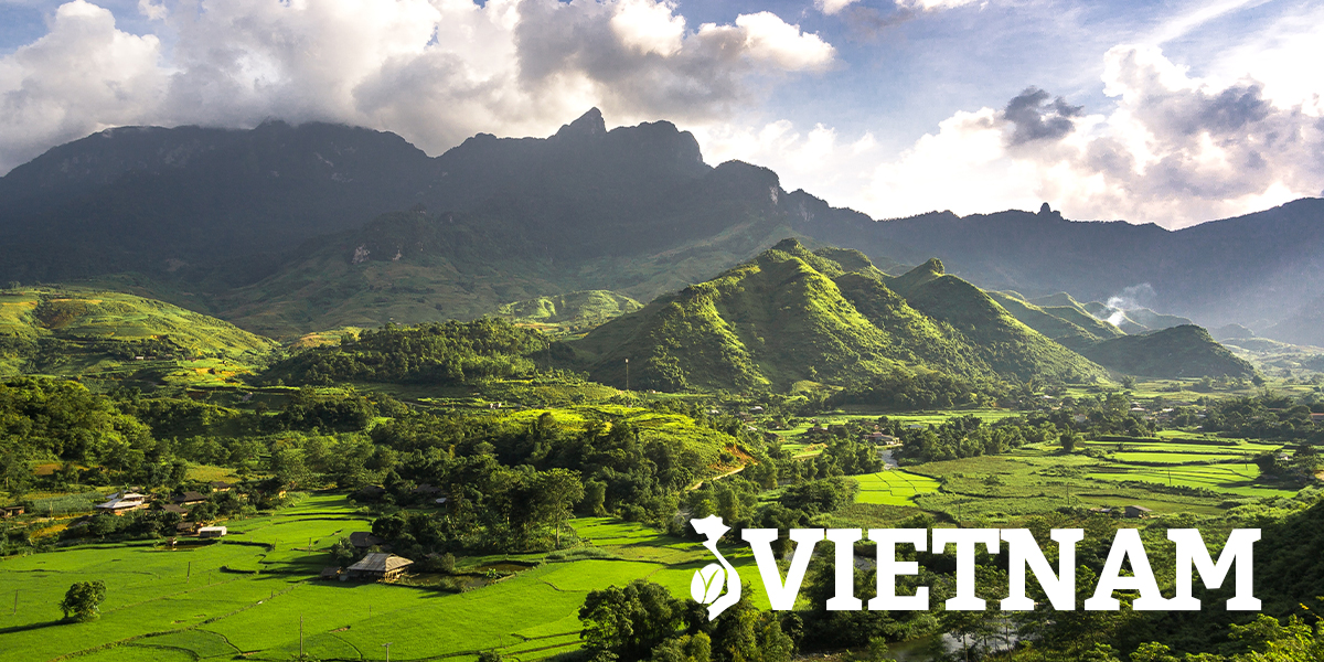 Il Vietnam, il secondo produttore mondiale di caffè